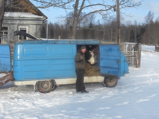 В Тверской области корову повезли на "свадьбу" на раритетной машине