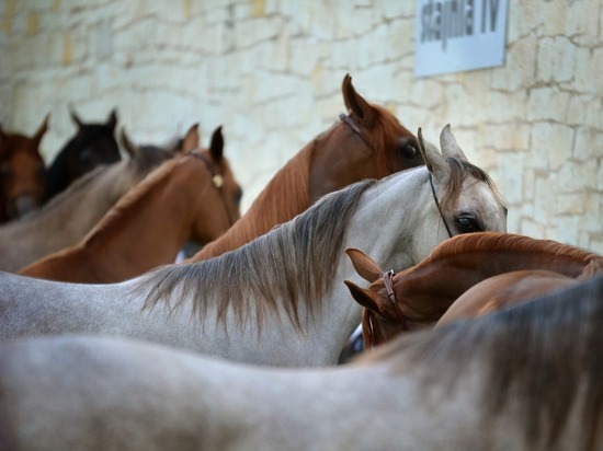 Во Владимирской области мужчина предстанет перед судом за нелегальные услуги катания на лошадях