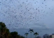 Тысячи летучих мышей напугали жителей города Ингем в австралийском штате Квинсленд