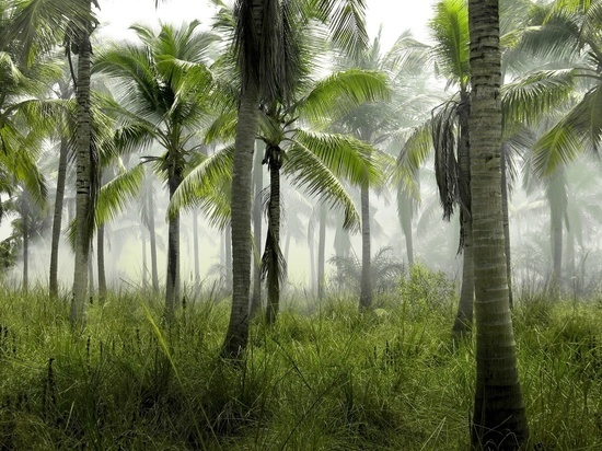 Стволы тропических деревьев помогут в исследовании человеческой истории