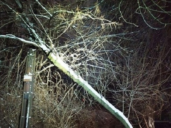 За ночь в Ростове упали несколько деревьев