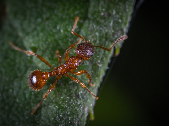 Трудолюбивые муравьи оказались более подвержены вирусам, чем лентяи