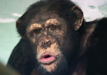 Зоологи рассказали, что эмоции у шимпанзе похожи на человеческие