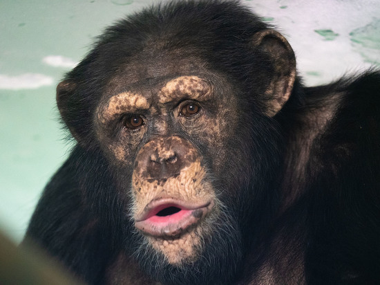 «Убедительный политик»: в красноярском зоопарке показали эмоционального шимпанзе