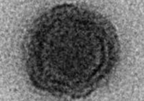 Группа исследователей из французского Университета Экс-Марсель и бразильского Федерального университета Минас-Жерайс обнаружили вирус, практически все гены которого до сих пор не встречались биологам