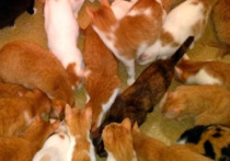 Более сотни кошек обнаружили волонтеры в одной из столичных квартир