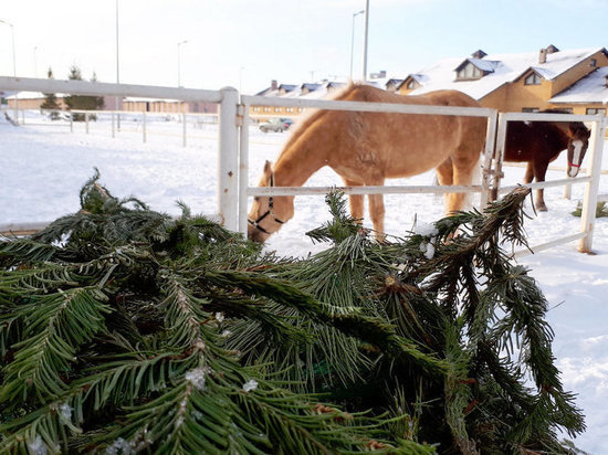 Жители Казани сдали для животных более 3,5 тонн новогодних елок