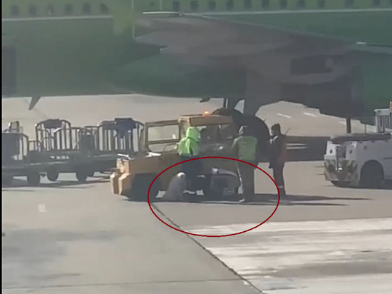 В аэропорту Сочи уволили грузчика, уронившего переноску с собакой