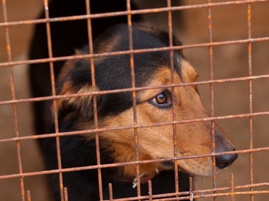 Администрация Петрозаводска продолжает отлов бродячих собак