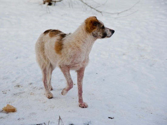 В Волгоградской области зооволонтер доводит животных до истощения