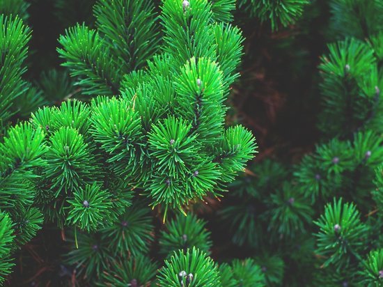 В Тулу из Удмуртии поступило 100 "сомнительных" рождественских деревьев