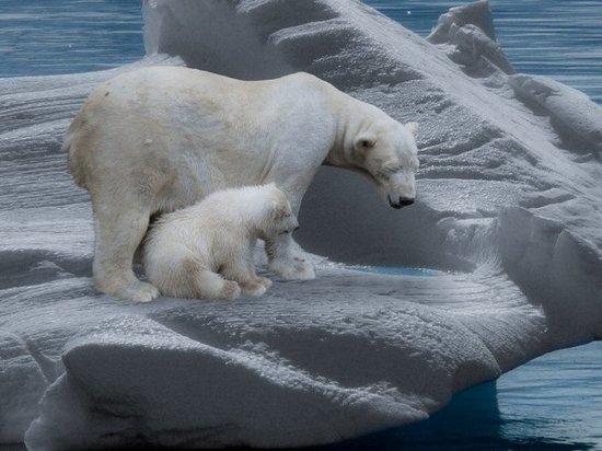 От Чукотки до Земли Франца Иосифа: на Ямале пересчитают белых медведей