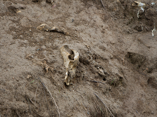 Скотомогильники с сибирской язвой выявлены под Козельском