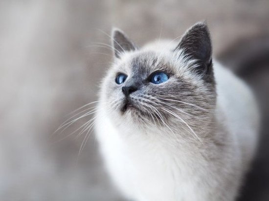 «Хвостик», «Кошкин дом» и «Потеряшка»: в Ноябрьске выбирают название приюта для животных