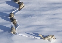 В СМИ появилась информация о ставшей знаменитой фотографии, на которой через снег пробираются несколько волков, первый из которых прокладывает тропу