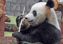 Коронавирус может повлиять на рацион больших панд в столичном зоопарке, поселившихся здесь около полугода назад