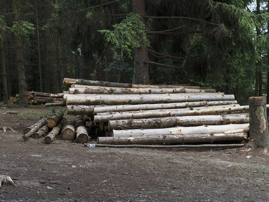 Баконьер, незаконно рубивший лес, предстанет перед удмуртским судом