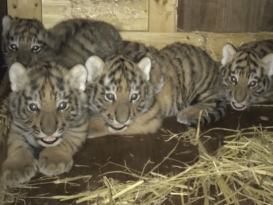 В Новосибирский зоопарк пришло письмо тиграм от японских внуков