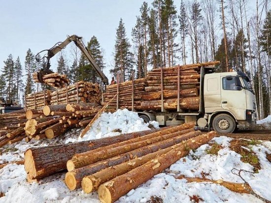 Видеокамеры предложили ставить на пунктах лесозаготовки в Забайкалье