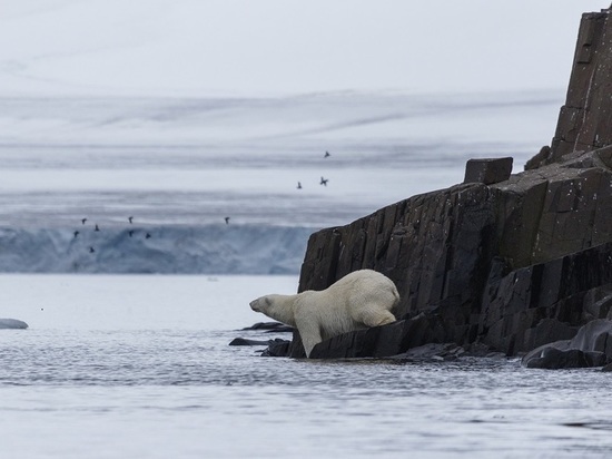 Эксперты ПОРА обсудили экологическую политику в Арктике