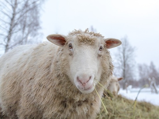 ГИБДД с погоней поймала похитителей овец на угнанной машине в Забайкалье