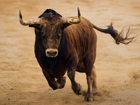 На Ставрополье бык убил разнорабочего на животноводческой ферме