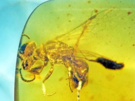В бирманском янтаре обнаружена древнейшая пчела возрастом 100 млн лет