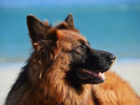 Служебная собака Грэй обнаружила контрабандные сигареты на псковской границе
