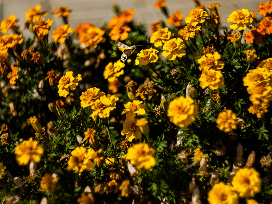 В Астрахани высадят почти миллион цветов