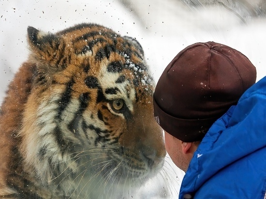 В Новосибирском зоопарке рассказали, как львы и тигры живут за стеклом