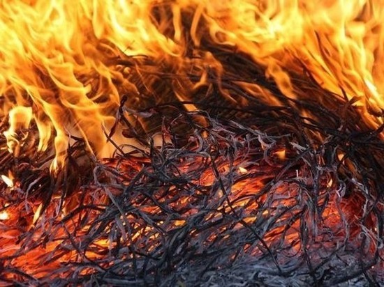 В Хакасии животные остались без еды из-за пожара