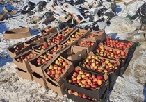 Больше тонны ароматных яблок раздавили бульдозером на полигоне