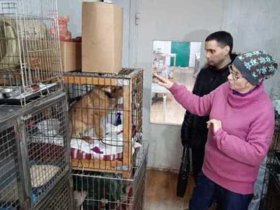 В Иванове на отлов бездомных собак увеличено финансирование до пяти миллионов рублей