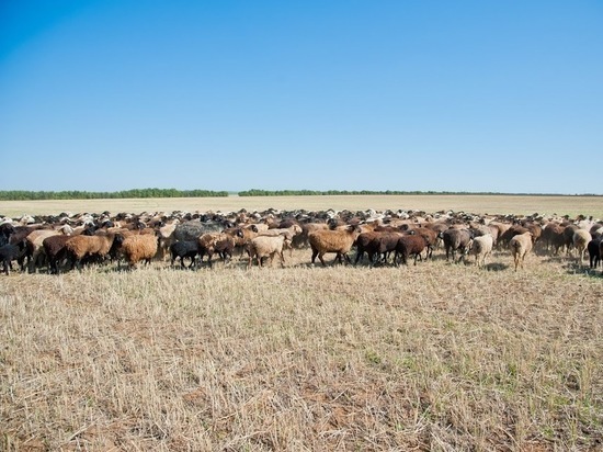 Житель Волгоградской области похитил 50 чужих овец