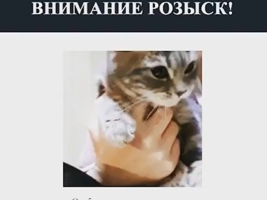 Власти Чечни экстренно разыскивают лакомящегося черемшой кота