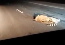 На севере Приморья, в районе села Гоголевка, под колеса рейсового автобуса попал амурский тигр
