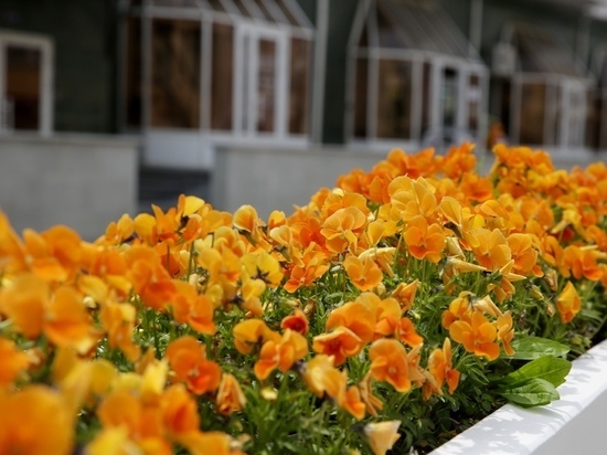 В Ставрополе опубликовали календарный план по озеленению