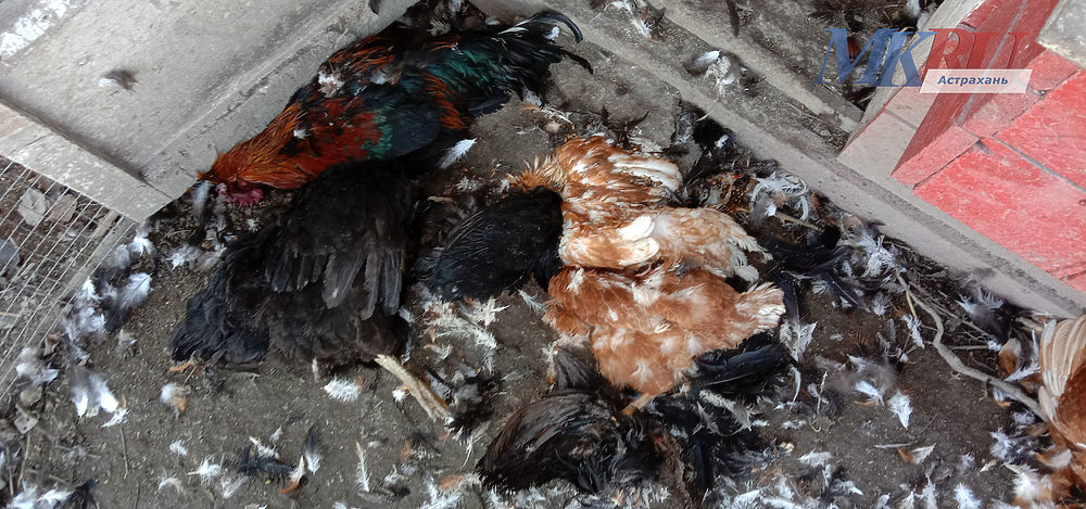 В Астрахани собаки напали на кур: кадры разоренного хозяйства 