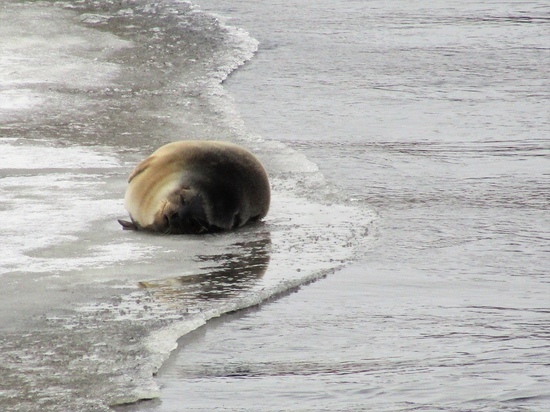Жительница Карелии обнаружила спящего на берегу тюленя