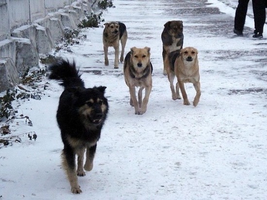 В Улан-Удэ не состоялся конкурс на отлов бродячих собак
