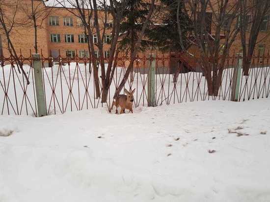 В Татарстане спасатели помогли застрявшей в школьном заборе косуле