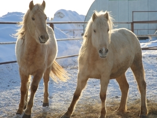 В Татарстане на разведение «татарских» коней выделят 5 млн рублей