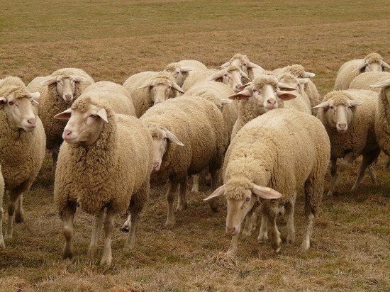 На берегу Иркута обнаружили свалку овечьих шкур