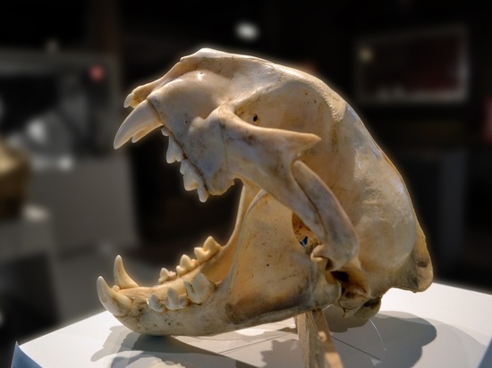 Определить рацион древних животных позволил новый метод изучения зубов