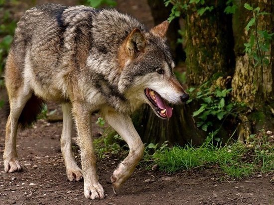 В Кузбассе проверяют информацию о появлении волков