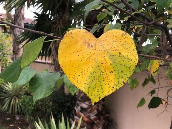 Названы симптомы грядущего инфаркта, проявляющиеся за месяц