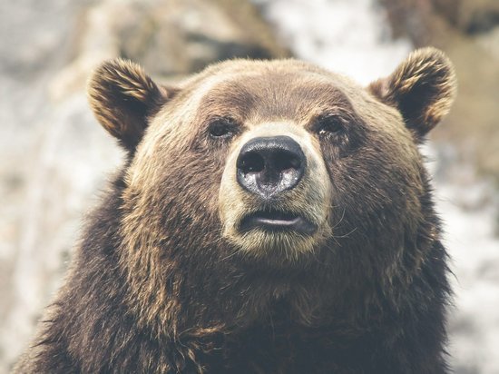 Возле кузбасского санатория слышали медведя