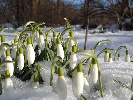 Самая снежная зима в Новосибирске растянется до начала апреля