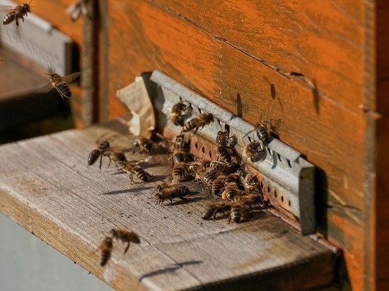 Псковские пчеловоды обеспокоены массовым воровством ульев