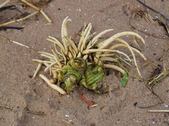 Cмертоносное растение появилось на берегу Чудского озера